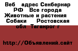 Веб – адрес Сенбернар.РФ - Все города Животные и растения » Собаки   . Ростовская обл.,Таганрог г.